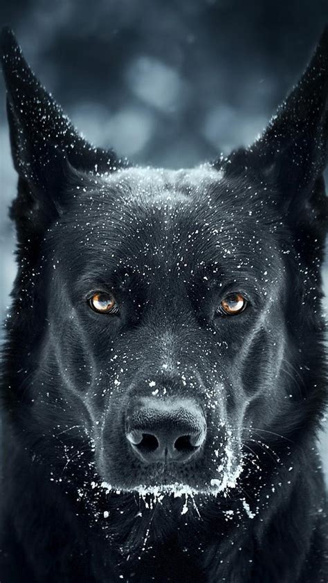 black dog wallpaper|dog image with black background.